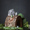 Hoeveel uur per dag slaapt een hamster en wat betekent dit voor het baasje?
