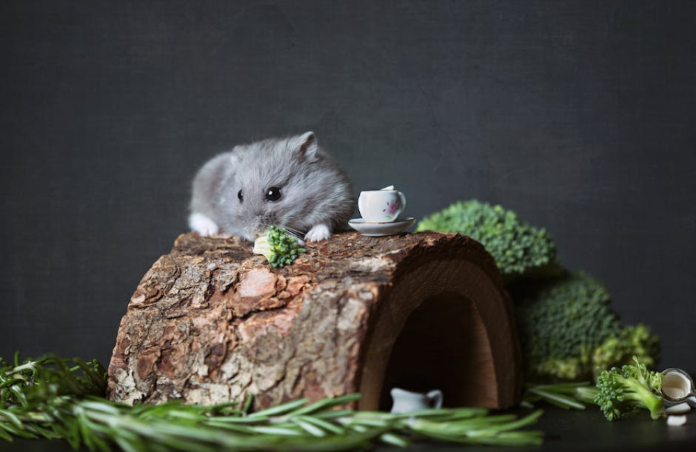 Hoeveel uur per dag slaapt een hamster en wat betekent dit voor het baasje?