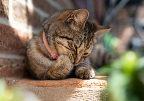 Hoeveel water moet een kat van 4 kilo per dag drinken bij 28 graden