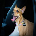 Hoe houd je je hond koel in de auto tijdens een hittegolf in de zomer van 2026