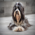 Hoe vaak moet je een langharige hond borstelen tijdens de rui in augustus