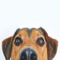 Waarom eet mijn hond gras? Veelvoorkomende oorzaken en oplossingen