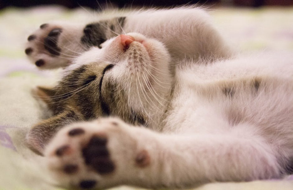 Hoe weet je of je kat gelukkig is? Signalen van een tevreden kat