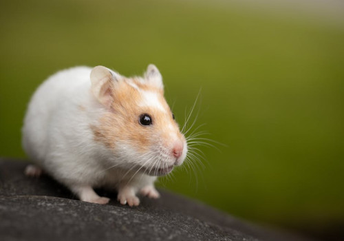 Wat kun je doen als je hamster zijn wangzak niet leegt?