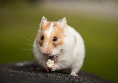 Hoeveel water moet een hamster per dag drinken?