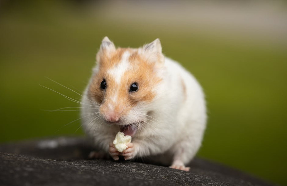 Hoeveel water moet een hamster per dag drinken?