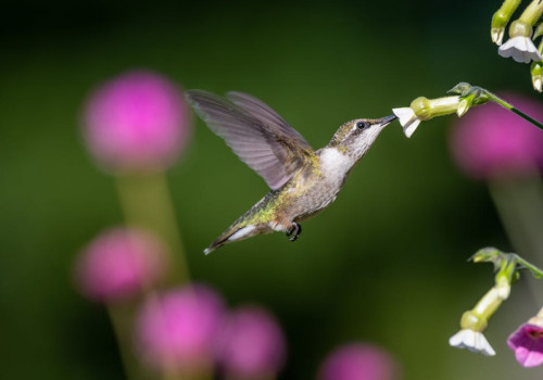 Dit is de kleinste vogel ter wereld