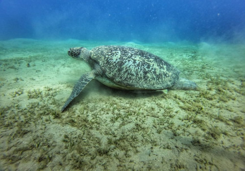Haaien Zakynthos: wat zwemt er echt in het water rond het Griekse eiland?