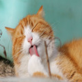 Waarom eet mijn kat niet meer? Mogelijke oorzaken en wat je kunt doen