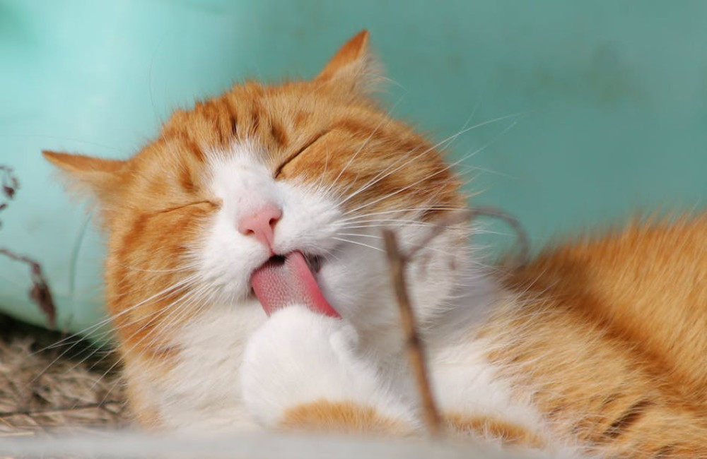 Waarom eet mijn kat niet meer? Mogelijke oorzaken en wat je kunt doen