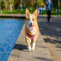 Hoe weet je of je hond pijn heeft? Signalen en tips voor elke huisdiereigenaar