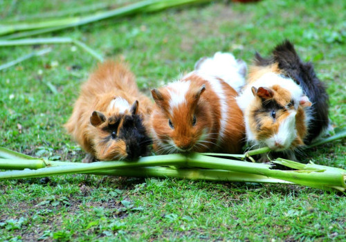 Hoe herken je stress bij cavia’s en wat kun je er thuis aan doen