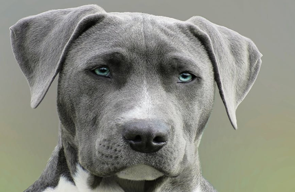 Waarom eet mijn hond gras en is dat wel gezond?