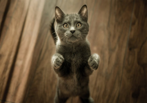Waarom miauwt mijn kat 's nachts en hoe kan ik dit gedrag stoppen?
