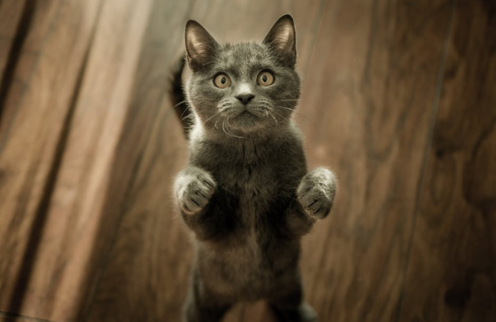 Waarom miauwt mijn kat 's nachts en hoe kan ik dit gedrag stoppen?