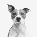 Waarom eet mijn hond poep? Oorzaken en oplossingen uitgelegd