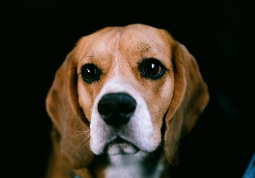 Nederlandse naam beagle: waarom dit ras gewoon beagle heet
