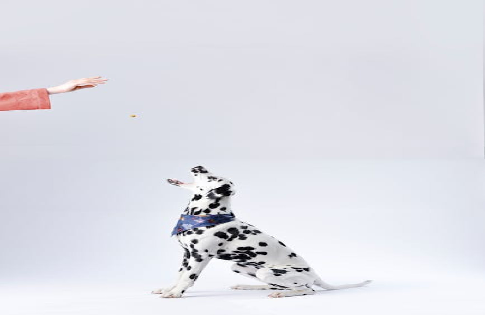 Hoe herken je stress bij je hond en wat kun je eraan doen?