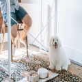 Hoe verschuif je de voertijden van je hond als de wintertijd op 25 oktober 2026 ingaat